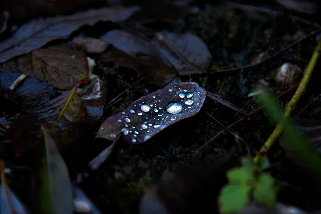 fotografia di Anna Romanini