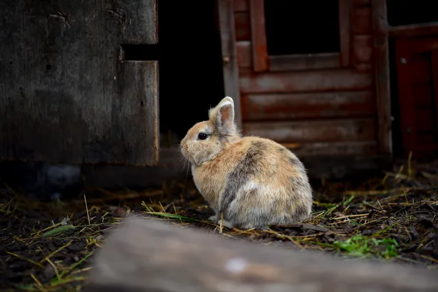 Fauna locale – fotografia di Anna Romanini