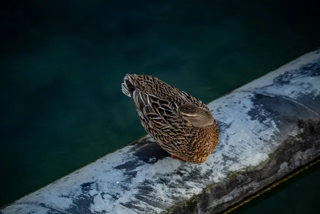 Fauna locale – fotografia di Anna Romanini
