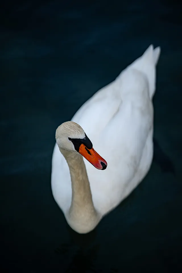 Fauna locale – fotografia di Anna Romanini